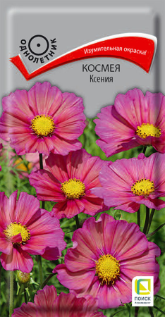 Космея Ксения (ЦП) 10 фото в интернет-магазине "Сортовые семена"