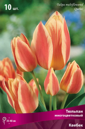 Тюльпан многоцветковый Квебек фото в интернет-магазине "Сортовые семена"