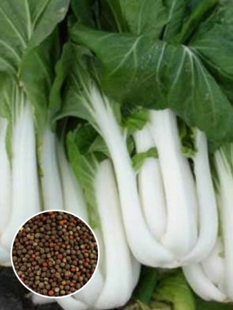 Капуста китайская Пак Чой (1 кг) фото в интернет-магазине "Сортовые семена"