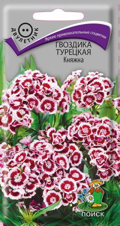 Гвоздика (бородатая) Турецкая Княжна  (ЦВ) ("2) 0,3гр. фото в интернет-магазине "Сортовые семена"