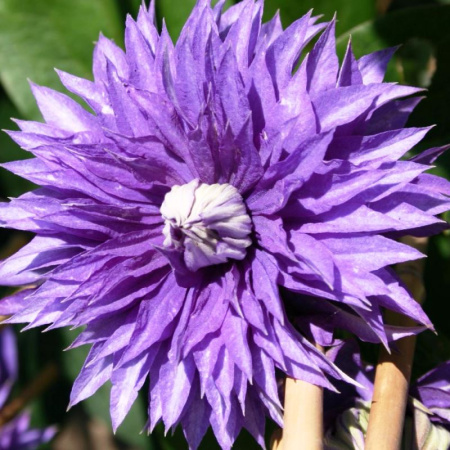 Клематис (крупноцветковый) - Мульти Блю фото в интернет-магазине "Сортовые семена"