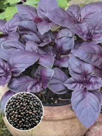 Базилик Фиолетовый (1 кг) фото в интернет-магазине "Сортовые семена"