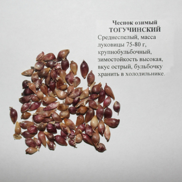 Чеснок озимый Тогучинский (Воздушные луковицы) фото в интернет-магазине "Сортовые семена"
