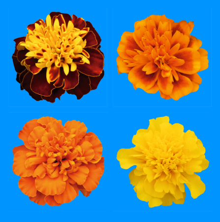 Бархатцы отклоненные Пронто Benary, Набор 4уп, Поиск фото в интернет-магазине "Сортовые семена"