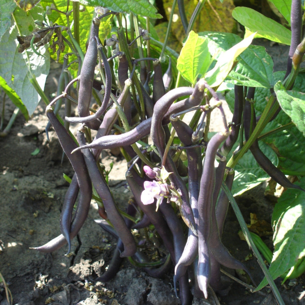 Фасоль овощная Виола ® (10 шт) фото в интернет-магазине "Сортовые семена"
