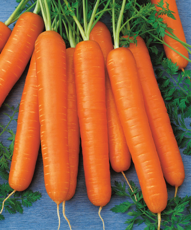 Морковь Королева Осени 2 г S фото в интернет-магазине "Сортовые семена"