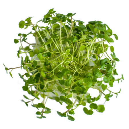 Кресс водяной Подмосковный для проращивания  фото в интернет-магазине "Сортовые семена"