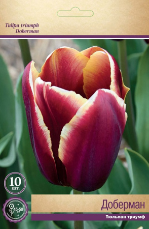 Тюльпан (Триумф) Доберман фото в интернет-магазине "Сортовые семена"