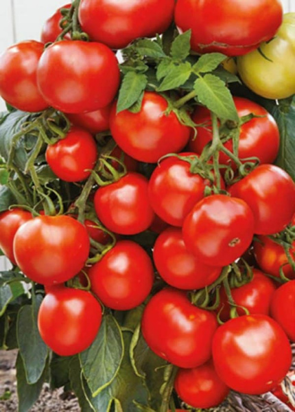 Фото Томат Спасская Башня F1 ® (УД) Е/П Б/Ф 10 шт.