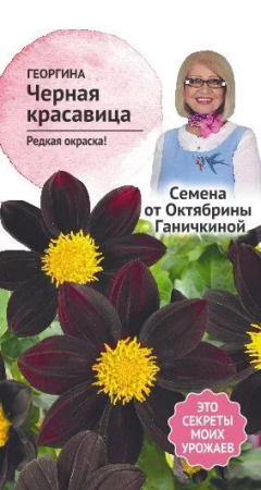 Георгина Черная красавица 5 шт фото в интернет-магазине "Сортовые семена"