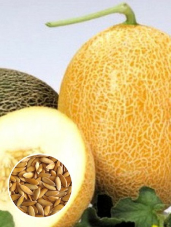 Дыня Темрючанка (1 кг) фото в интернет-магазине "Сортовые семена"