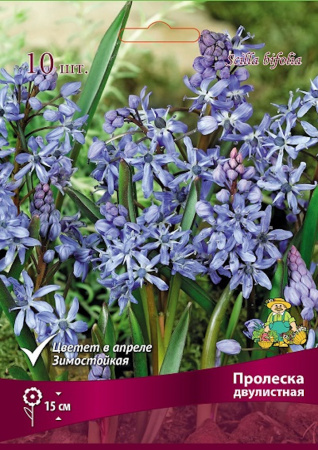 Пролеска двулистная 4-5/К 10шт фото в интернет-магазине "Сортовые семена"