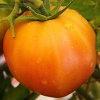 Томат Апельсиновый (10 шт) фото в интернет-магазине "Сортовые семена"