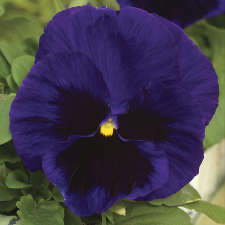 Виола крупноцветковая Маммот Дип блю дазл, 100шт. Профессиональная упаковка фото в интернет-магазине "Сортовые семена"