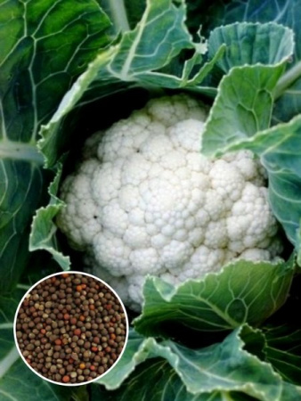 Капуста цв. Гарантия (1 кг) фото в интернет-магазине "Сортовые семена"