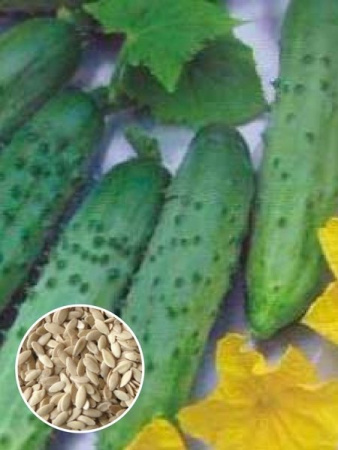 Огурец Апрельский (1 кг) фото в интернет-магазине "Сортовые семена"