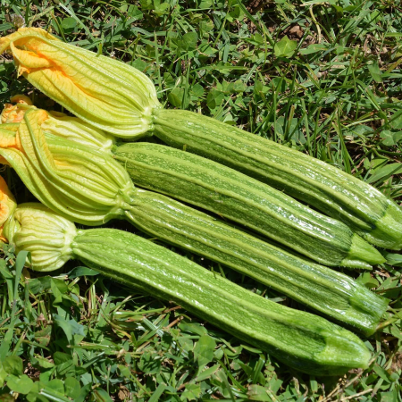 Кабачок Романеско (Romanesco) фермерская фас. 25г фото в интернет-магазине "Сортовые семена"