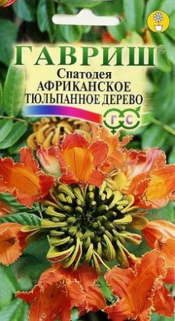 Спатодея Африканское тюльпанное дерево 0,05 г фото в интернет-магазине "Сортовые семена"