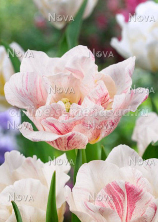 Тюльпан махровый ранний Силк Роуд фото в интернет-магазине "Сортовые семена"
