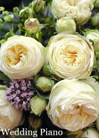 Роза Wedding Piano фото в интернет-магазине "Сортовые семена"