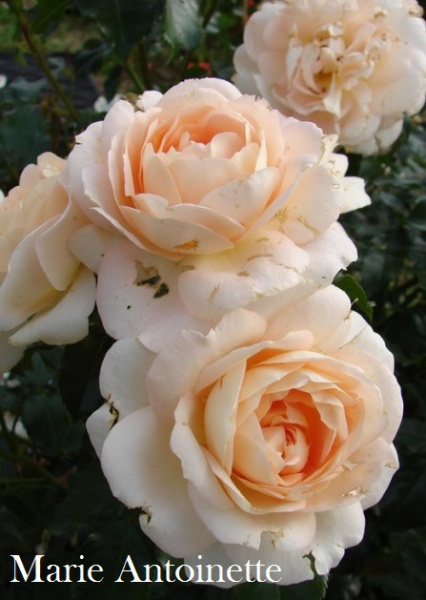 Роза Marie Antoinette фото в интернет-магазине "Сортовые семена"