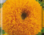 Подсолнечник однолетний Оранжевое солнце (ЦП) 0,5 фото в интернет-магазине "Сортовые семена"