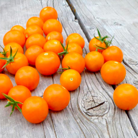 Томат сорта Оранжевый Папа F1 Агрофирма Партнер - купить семена по низкойцене – отзывы, описание, агротехника