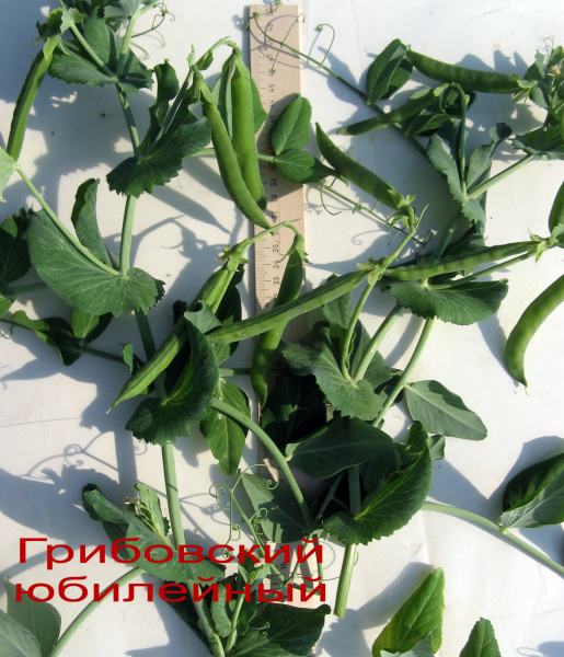 Горох овощной Грибовский юбилейный фермерская фас. 25г фото в интернет-магазине "Сортовые семена"