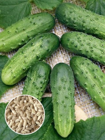 Огурец Засолочный (1 кг) фото в интернет-магазине "Сортовые семена"