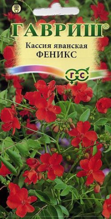 Кассия Феникс, яванская 3 шт фото в интернет-магазине "Сортовые семена"