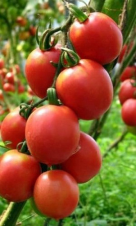 Томат Де Барао Красный - суперурожайность! фото в интернет-магазине "Сортовые семена"