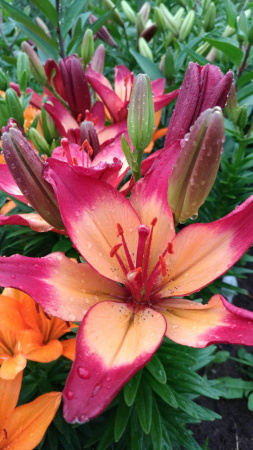 Лилия Хатстрингс Азиатские гибриды фото в интернет-магазине "Сортовые семена"