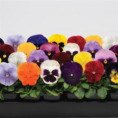 Виола крупноцветковая Спринг Матрикс Микс, 100шт. Профессиональная упаковка фото в интернет-магазине "Сортовые семена"