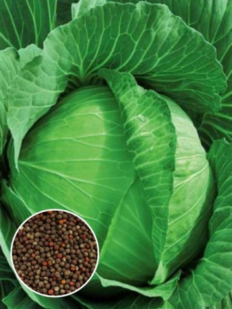 Капуста б/к Парус (1 кг) фото в интернет-магазине "Сортовые семена"