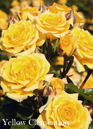 Роза Yellow Clementine фото в интернет-магазине "Сортовые семена"