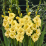 Гладиолус Джэксонвилл Голд (крупноцветковый) фото в интернет-магазине "Сортовые семена"
