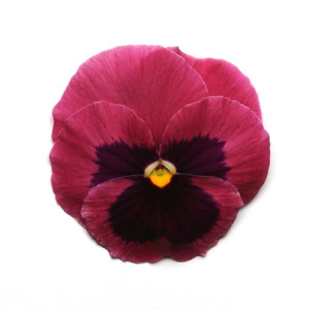 Виола крупноцветковая Спринг Матрикс Роуз блотч, 100шт. Профессиональная упаковка фото в интернет-магазине "Сортовые семена"