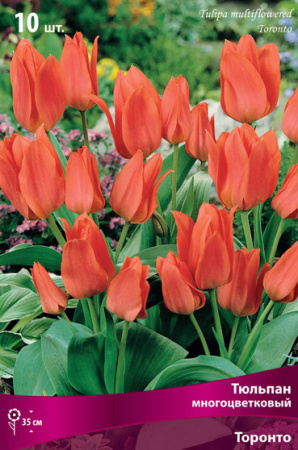 Тюльпан многоцветковый Торонто фото в интернет-магазине "Сортовые семена"