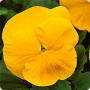 Виола крупноцветковая Маммот Прима Еллорина, 100шт. Профессиональная упаковка фото в интернет-магазине "Сортовые семена"
