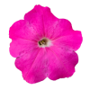 Петуния мультифлора БУМ Эйч Ди Пинк, Benary, фас. 100 фото в интернет-магазине "Сортовые семена"
