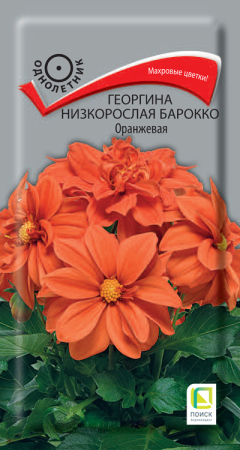 Георгина низкорослая Барокко Оранжевая (ЦП) 0,1 фото в интернет-магазине "Сортовые семена"