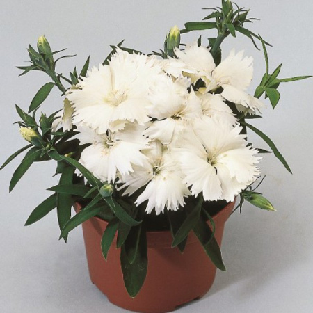 Гвоздика Диана Вайт, 100шт. Профессиональная упаковка фото в интернет-магазине "Сортовые семена"