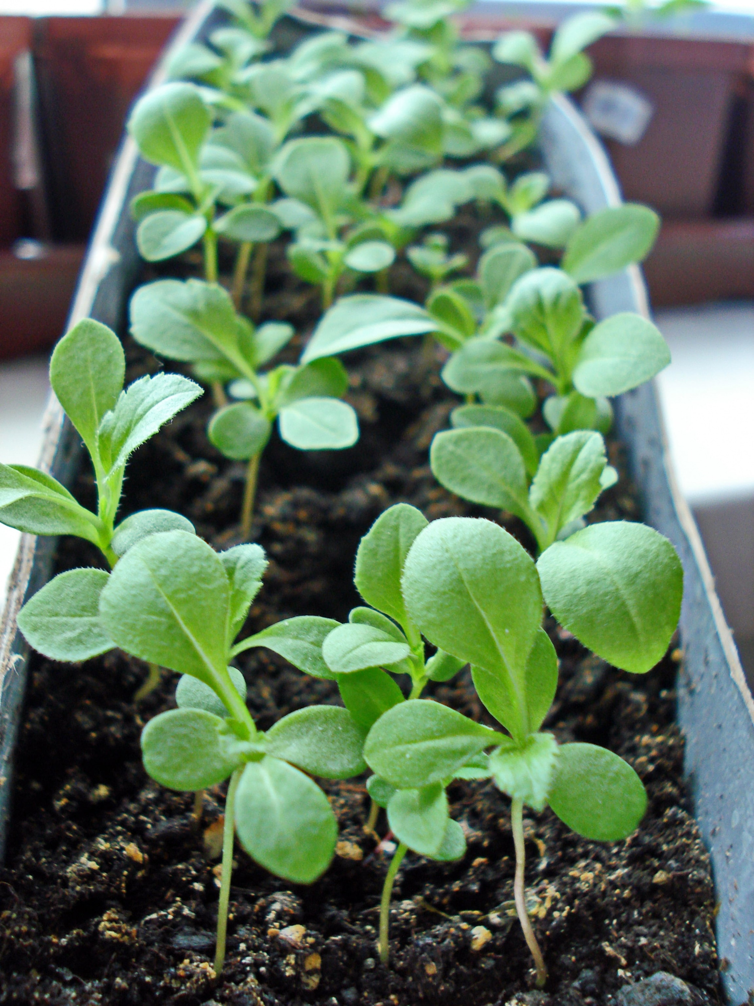 КАК РАССЧИТАТЬ СРОК ПОСЕВА РАССАДЫ САМОСТОЯТЕЛЬНО: рабочие формулы КАК РАССЧИТАТЬ СРОК ПОСЕВА РАССАДЫ САМОСТОЯТЕЛЬНО: рабочие формулы