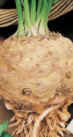 Сельдерей Пражский гигант - корневой (Марс) Б/П 0,15 г. фото в интернет-магазине "Сортовые семена"