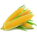 Кукуруза в интернет -магазине "Сортовые семена"