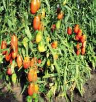 Томат сорта Дядя Степа Агрофирма СибНИИРС - купить семена по низкой цене  – отзывы, описание, агротехника