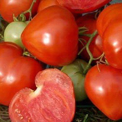 Томат Бабушкина гордость (10 шт.) фото в интернет-магазине "Сортовые семена" Томат Бабушкина гордость (10 шт.) фото в интернет-магазине "Сортовые семена"