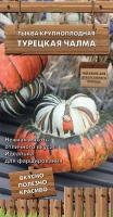 Фото Тыква крупноплодная Турецкая чалма (декор. огород)  (ЦВ) 5шт.