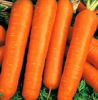 Морковь гранулир. Настена 300 шт. гель фото в интернет-магазине "Сортовые семена"