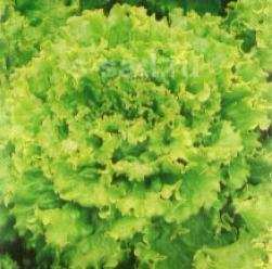 Салат полукочанный Изумруд фото в интернет-магазине "Сортовые семена"